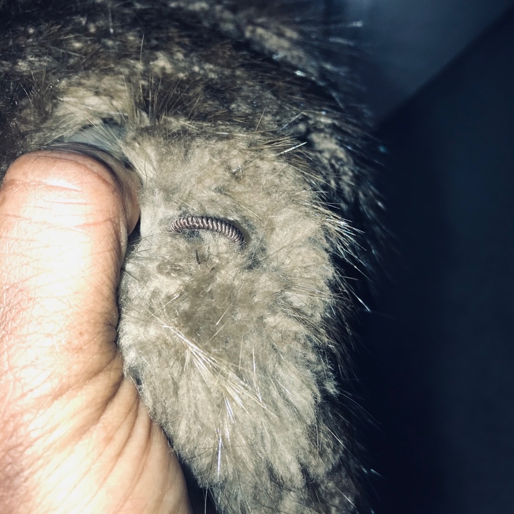 Real fur coat - Picture 6 of 6